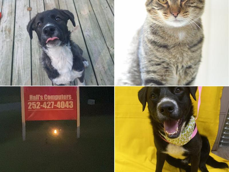 Halls Computer Services