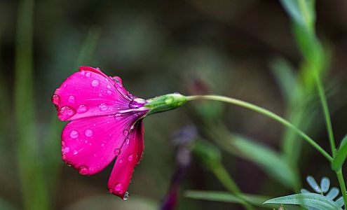 Michele Foster-Colvin Fine Art Photography