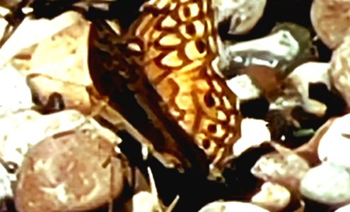 Gibson County Solid Waste-Francisco Francisco