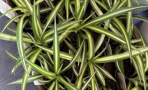 Yellowhead Florists LTD 115 50 St, Edson Alberta T7E 1T7