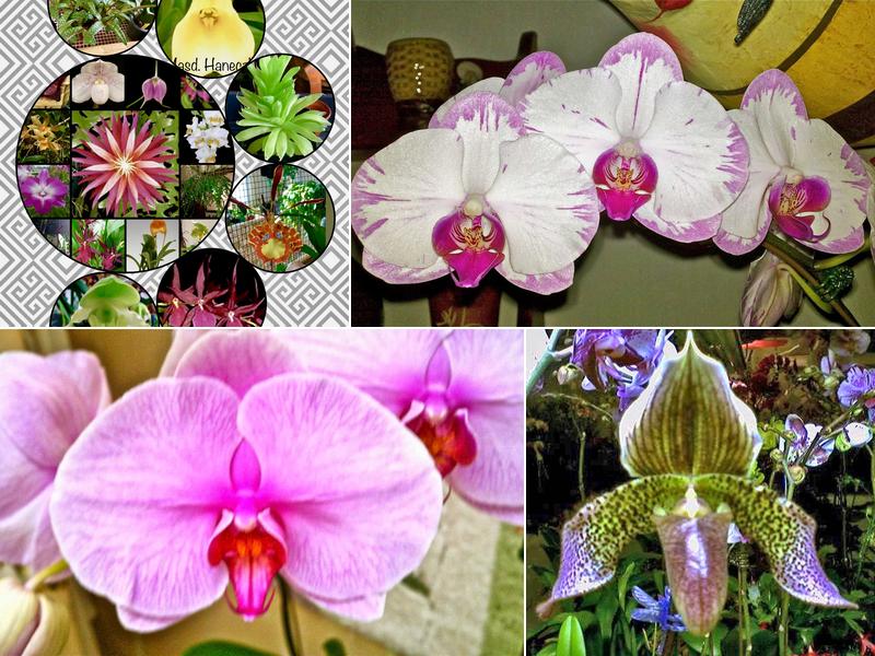 Goin' To Pot Orchids-Repotting