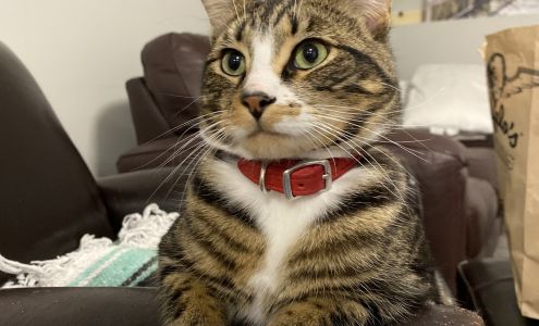 Birchwood Veterinary Clinic 1741 Victoria St, Prince George British Columbia V2L 2L6