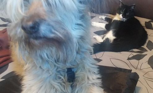 Pawsitively Fabulous 2873 Dunn Dr, Prince Albert Saskatchewan S6V 6K6