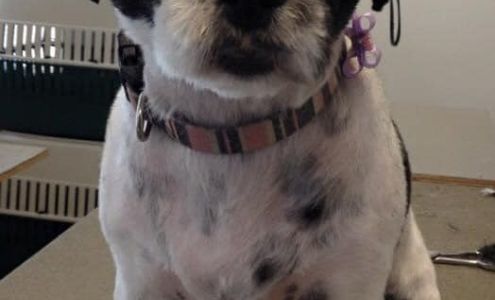 Designer Paws Grooming 406 S Industrial Dr, Prince Albert Saskatchewan S6V 7L8