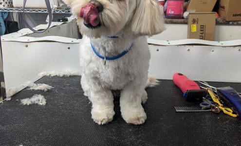 Ashley's Pet Spa. 129 16 St W, Prince Albert Saskatchewan S6V 3V2