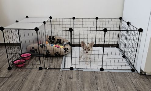 Assiniboia Veterinary Clinic 600 1 Ave E, Assiniboia Saskatchewan S0H 0B0