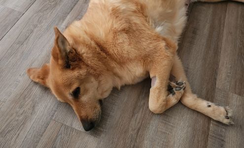 Animal Hospital Of Assiniboia 424 Railway Ave, Assiniboia Saskatchewan S0H 0B0