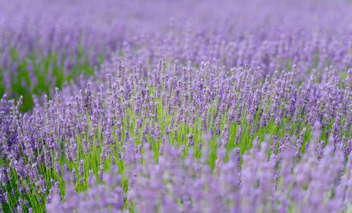 Lavender By the Bay 7540 Main Rd, East Marion New York 11939