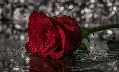 Indiana Bell Photography