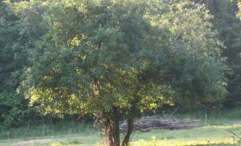 Apple Meadow Farm 579 Richardson Rd, Ashby Massachusetts 01431