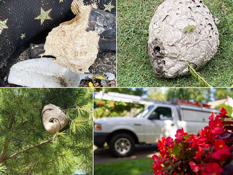 Richland Pest & Bee Control