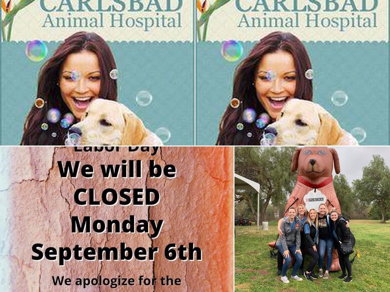 Bret Andrea - Carlsbad Animal Hospital