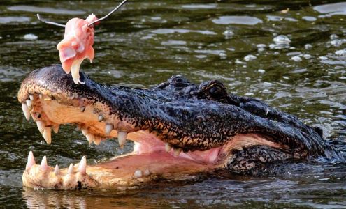 Cajun Man's Swamp Tours and Adventures LLC 251 Marina Dr, Gibson Louisiana 70356