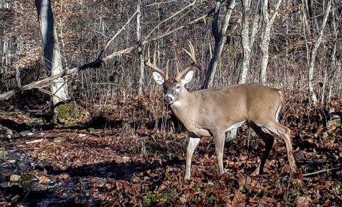 Ohio Archery Outfitters Chesterhill