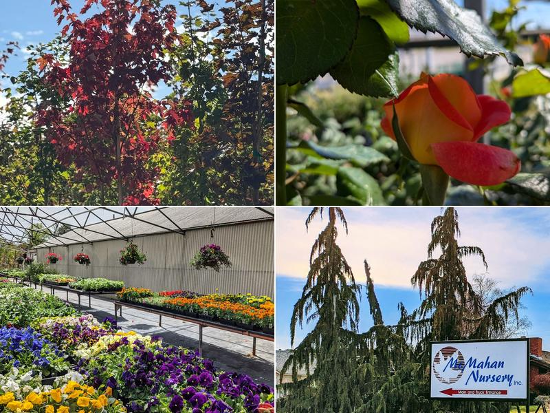 McMahan's Arbor Acres