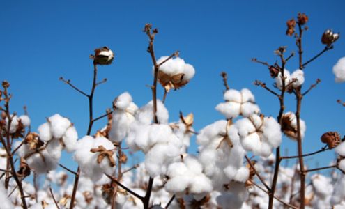 Texas Producers Cooperative 222 N Main St, Sudan Texas 79371