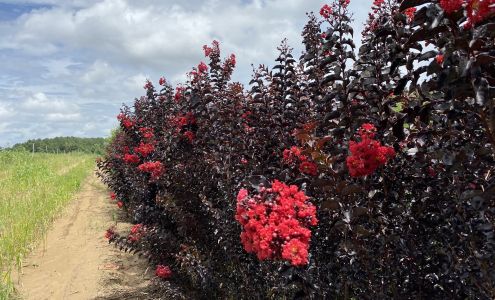 Plant Me Green 2077 S Jefferson Hwy, Monticello Florida 32344