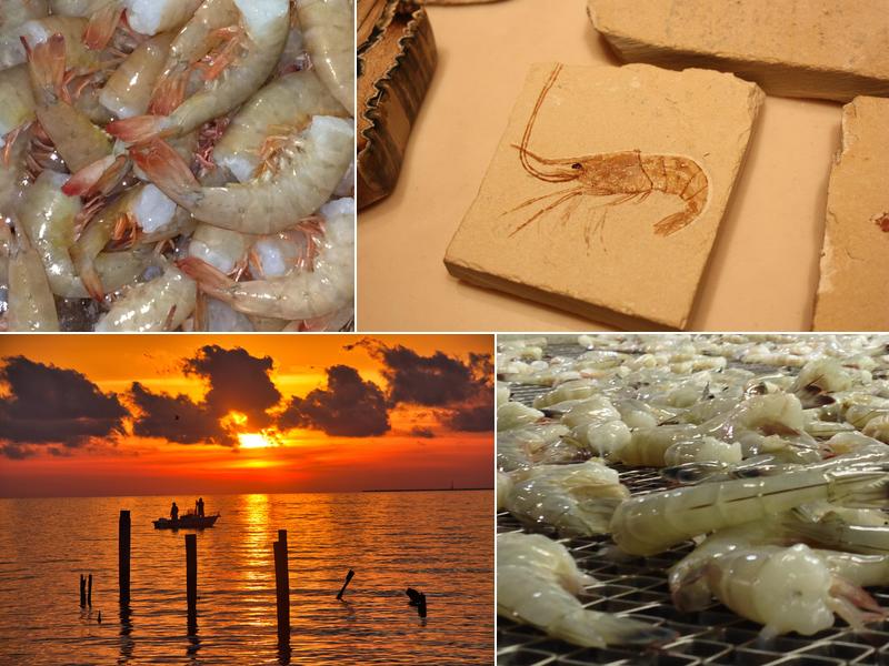 Seabrook Seafood Inc