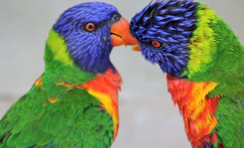 Rooster Cogburn Ostrich Ranch Picacho