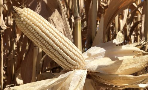 White Bros Grain Co 3631 W Webb Rd, Elfrida Arizona 85610