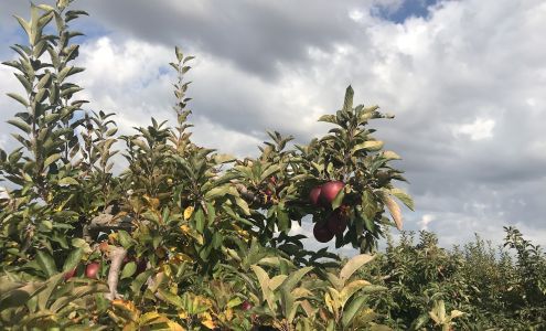 Crane's U-Pick Farm 6017 124th Ave, Fennville Michigan 49408