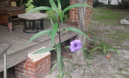 Paige's Minit Markets Hortense