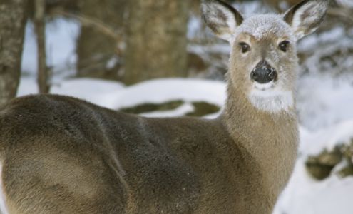 Robie's Cabins Pittsburg NH Pittsburg