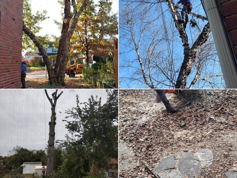 B-More Tree Services LLC