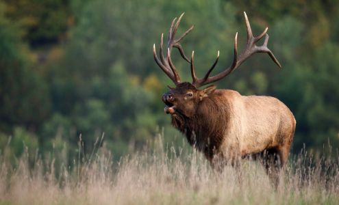 Rocky Mountain Elk Foundation