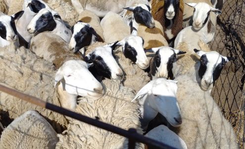 Tina Livestock Market llc Tina