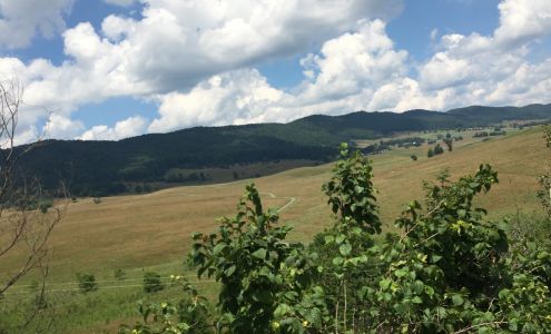 United States Postal Service Blue Grass