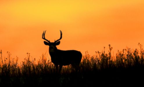 Bain?s Artisan Lamb Shares and Deer processing Rienzi