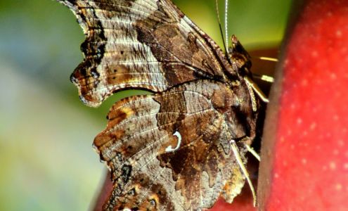Fontanelle Orchard Nickerson