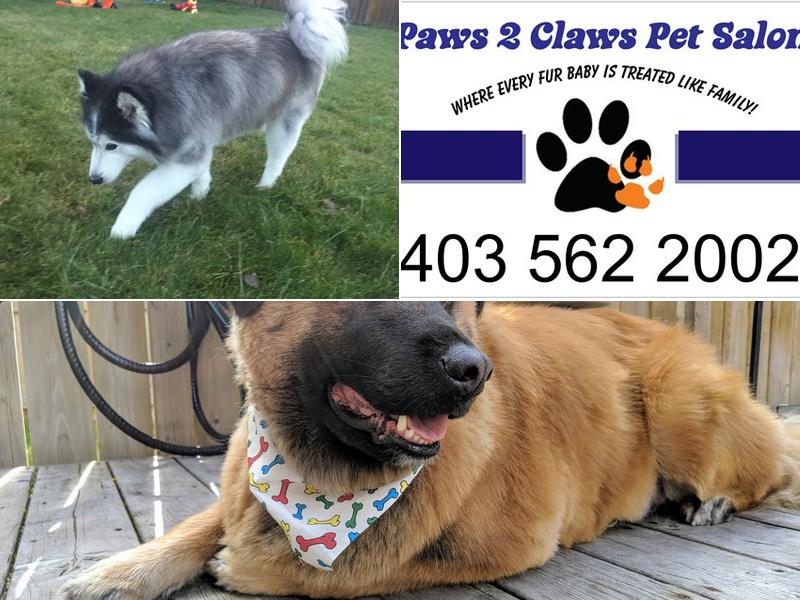 Paws 2 Claws Pet Salon