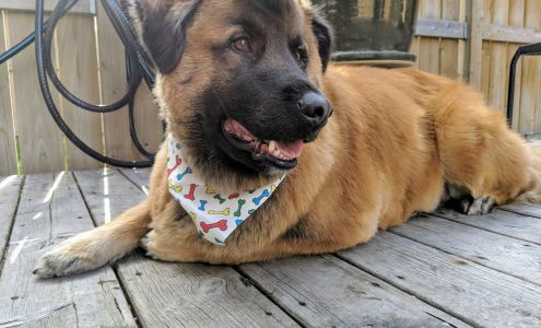 Paws 2 Claws Pet Salon 2522 210 St, Bellevue Alberta T0K 0C0