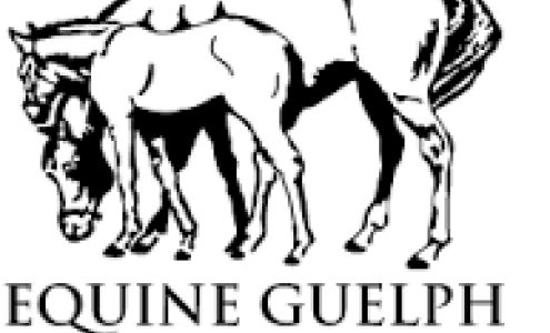 Campbellville Equine Services