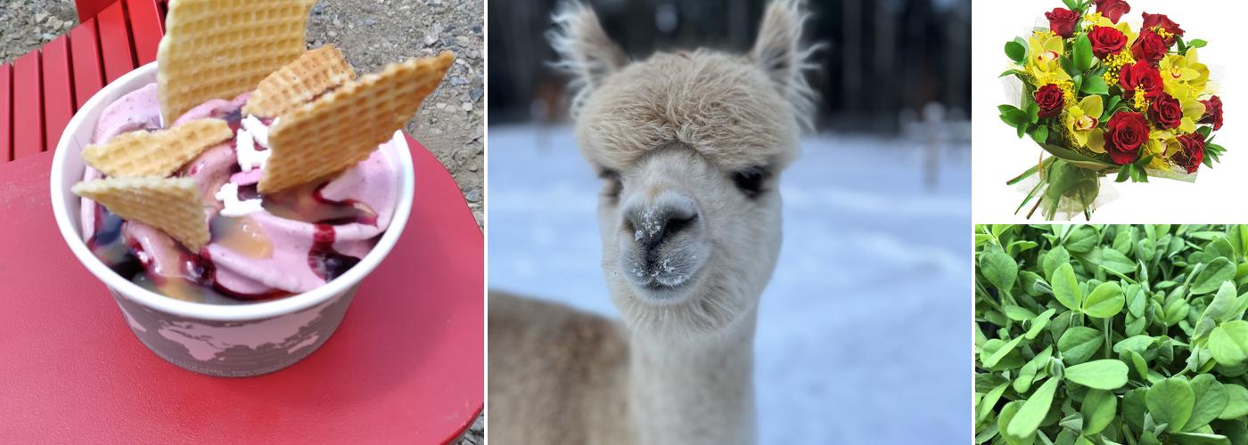 Forest Cove Alpacas & Country Market