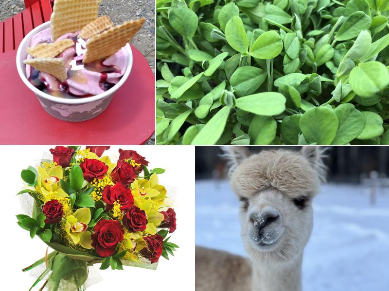 Forest Cove Alpacas & Country Market