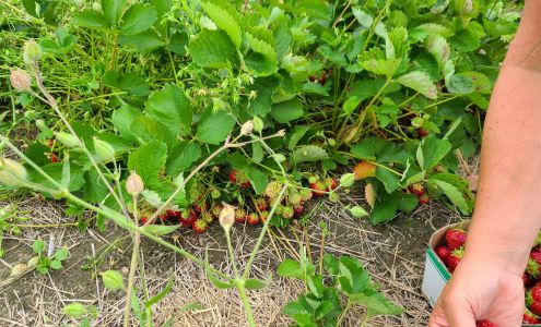 Strawberry Fields 21955 ON-17, Iron Bridge Ontario P0R 1H0