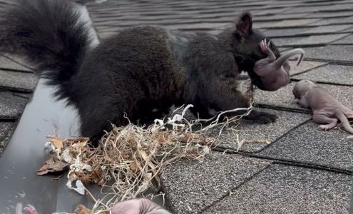 Innovative Wildlife Solutions 20 Firella Pl, Wellesley Ontario N0B 2T0