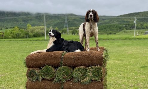 Pousse Égal & Gazon en Main (prêt à poser) Carleton-sur-Mer