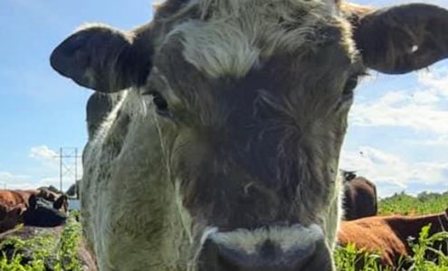 Keune Organic Meats W2402 County Rd J, Seymour Wisconsin 54165