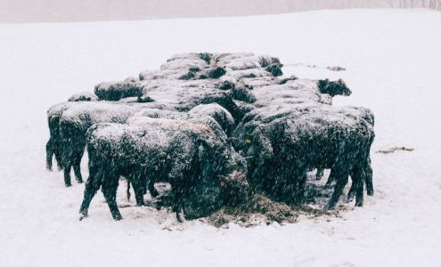 Central Plains Milling Howells