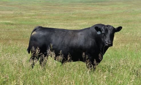 Maher Angus Ranch Morristown