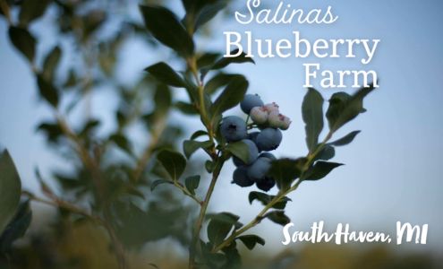 Salinas Blueberry Farm 71043 24th Ave, South Haven Michigan 49090