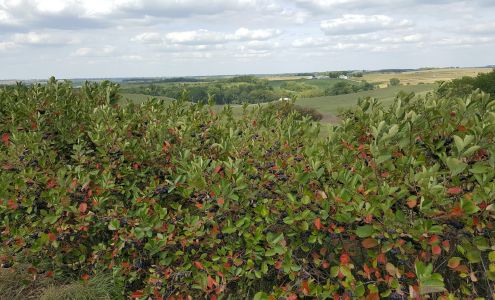 Berries On The Bluff 20445 State Hwy E, Mound City Missouri 64470