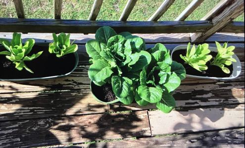 Double Oak Garden Center 120 LA-654, Mathews Louisiana 70375