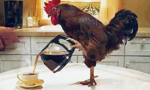 Roo-Store-Rant Callander