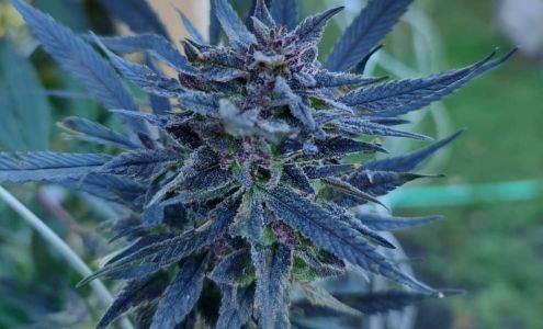 Healthy Choice Cannabis Products