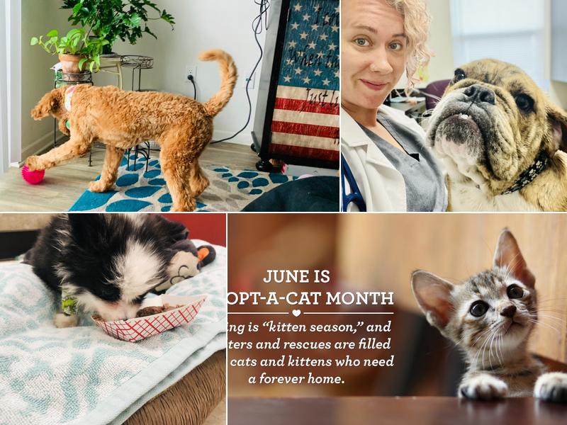 Grace Veterinary Center